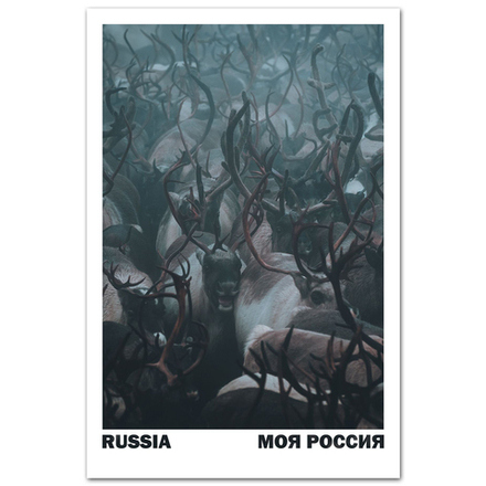 Северные олени. Чукотка