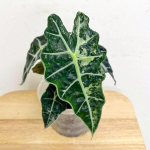 Алоказия AMAZONICA VAR