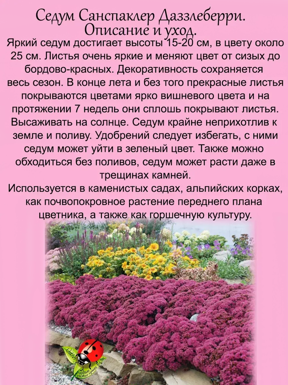 Седум Санспаклер Даззлеберри очиток многолетний