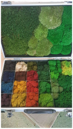 Стабилизированный мох для декора