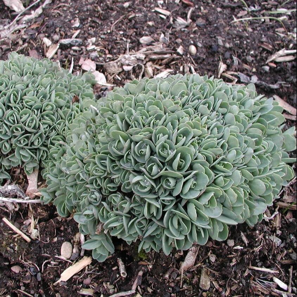 Седум видный "Carl". Sedum spectabile "Carl".