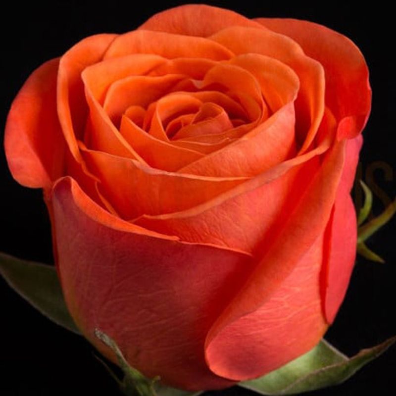 Роза чайно-гибридная Оранж Краш "Orange Crush"