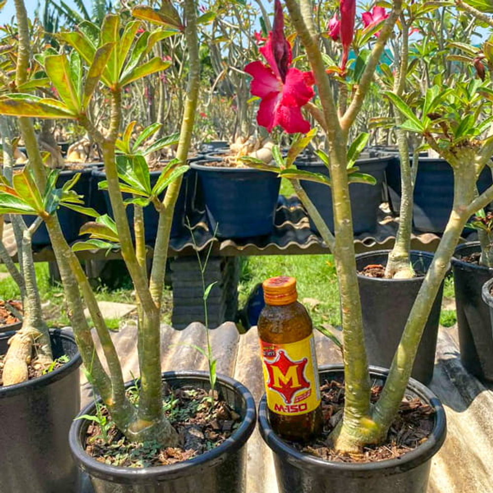 Адениум обесум GOLDEN ROOT s.8"