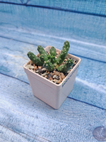 Euphorbia Inermis (Эуфорбия)