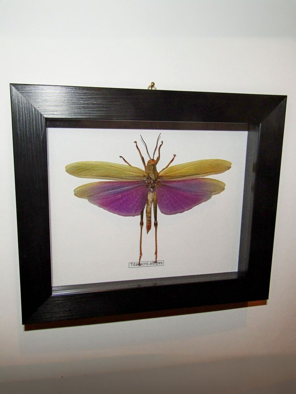 Кузнечик Titanacris самец в рамке