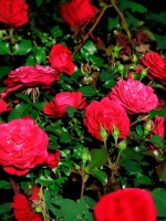 Роза флорибунда Мона Лиза