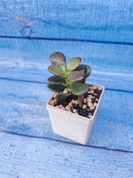 Crassula Ovata Minor (Крассула)