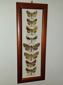 Бабочки Совки в рамке
