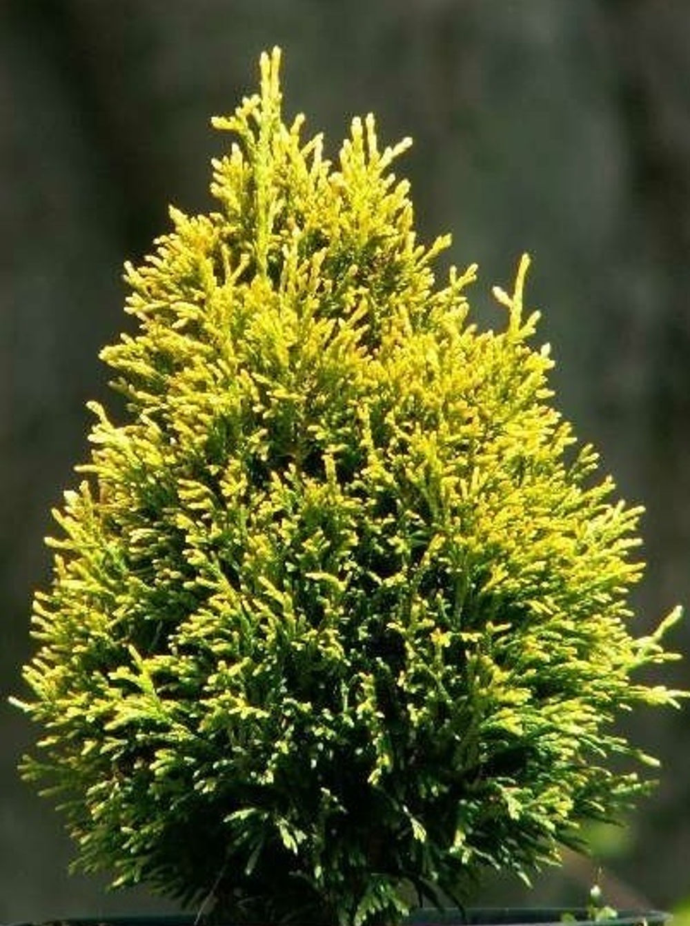 Туя западная Copper gold ( Куппер Голд ) 40 см
