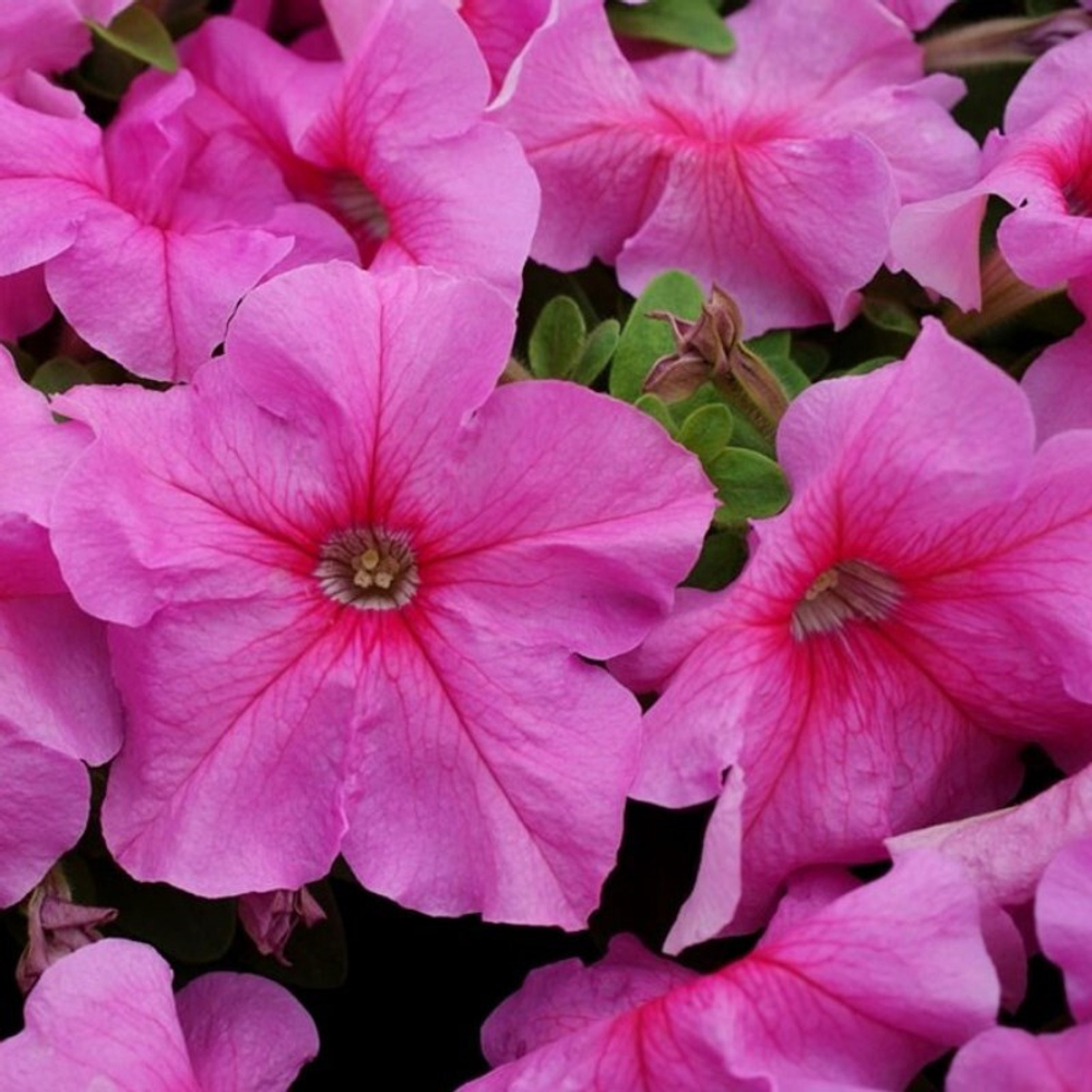 Петуния грандифлора Лимбо Джи Пи Пинк (100др) Витагрин Профи