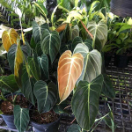 Филодендрон MELANOCHRYSUM