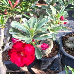 Адениум вариегатный HASSADEE VAR