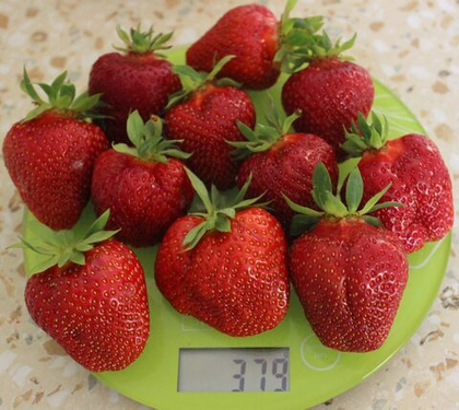 Клубника летняя Клери (ОКС)