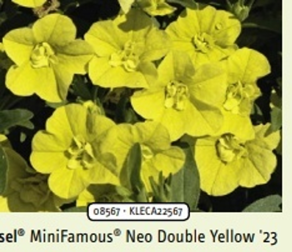 Calibrahoa Mini Famous Neo double yellow ОКС укорененный черенок. Под заказ, производство 4-5 недель