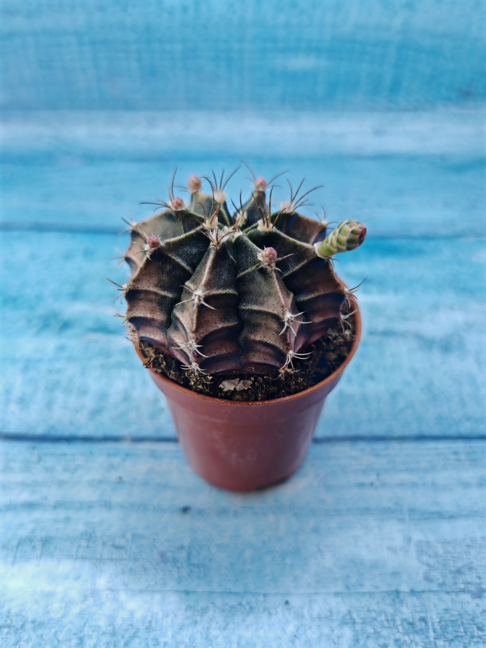 Gymnocalycium Friedrichii (Гимнокалициум)