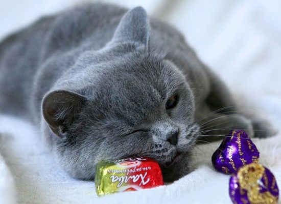 Кошки не чувствуют сахар