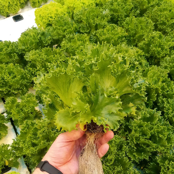 Данстар семена салата листового (Nunhems / Нюнемс) – фото 3