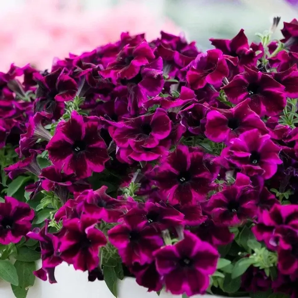 Петуния CRAZYTUNIA Cosmic Purple