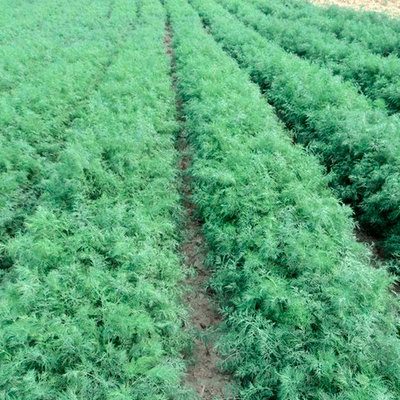 Аллигатор семена укропа (калибр.) (Гавриш)