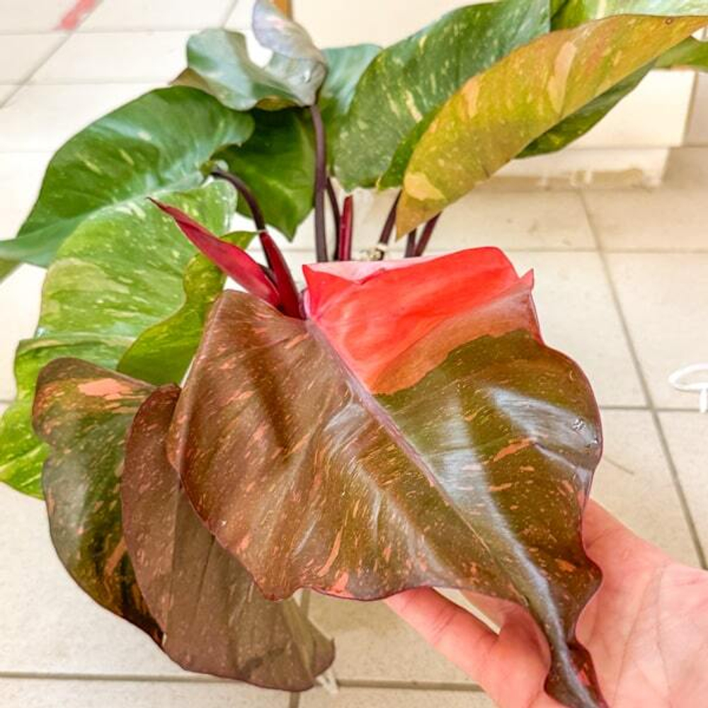 Филодендрон ORANGE PRINCESS