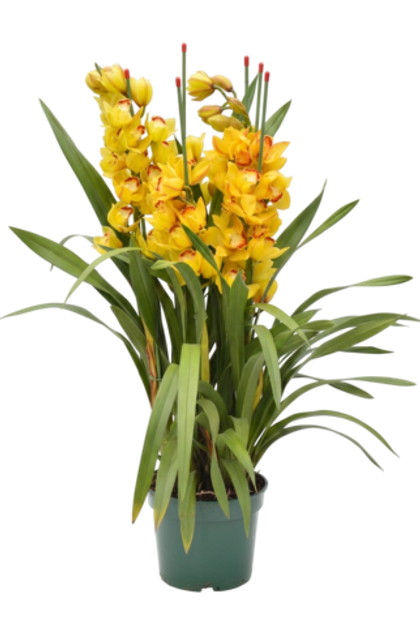 Цимбидиум желтый д. 20