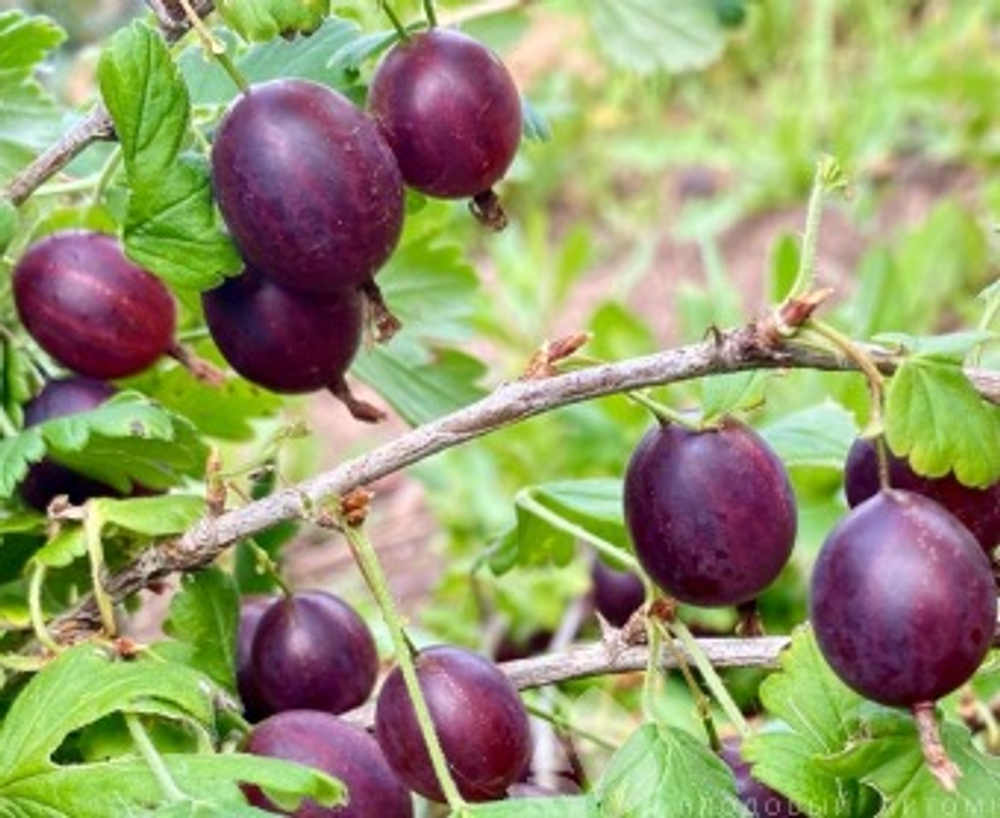 Крыжовник Арлекин С2 Закупка М69 июнь 2026