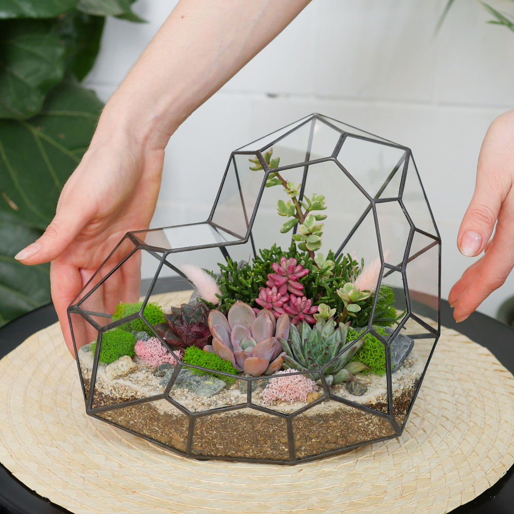 Готовый флорариум с суккулентами Сердце Венеры