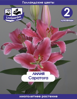 Лилия Луковица, Саратога 2 шт