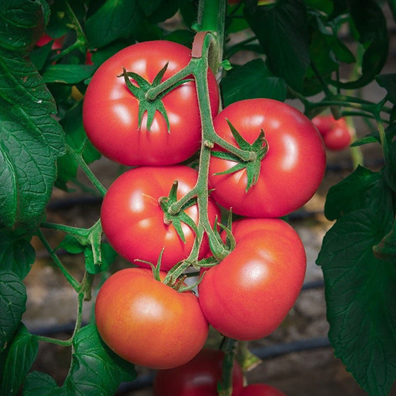 ПИНК КРИСТАЛ F1 семена томата купить – фото 1