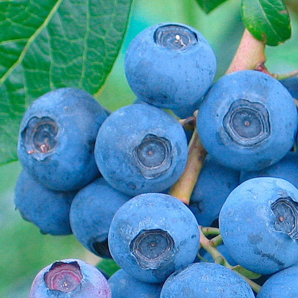 Нортланд (Northland) голубика 6-8 мес. (укорененный черенок)