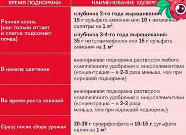 Чем подкормить клубнику весной для рекордного плодоношения