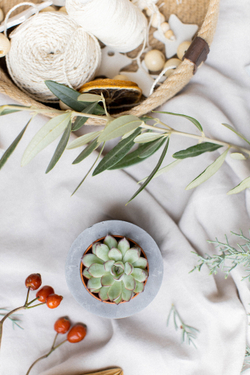 Новогодний набор с суккулентом № 7