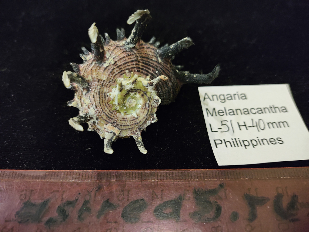 Ангария Империалис