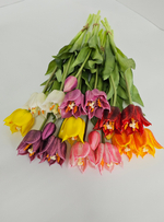 Тюльпаны лилиецветные / Арт 2525