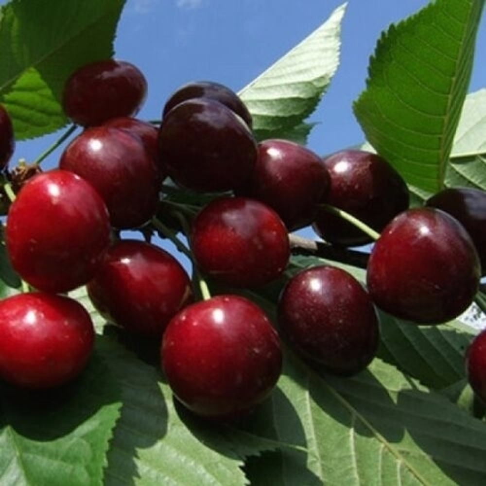 Черешня Равна