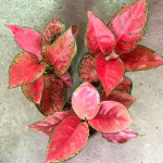 Аглаонема RED VENUS