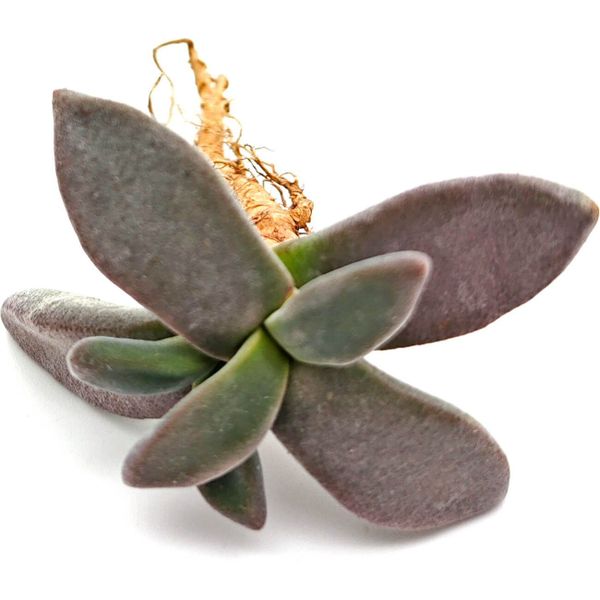 Алоинопсис Пирса