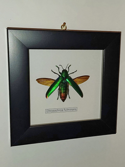 Жук Златка Chrysochroa fulminans в рамке