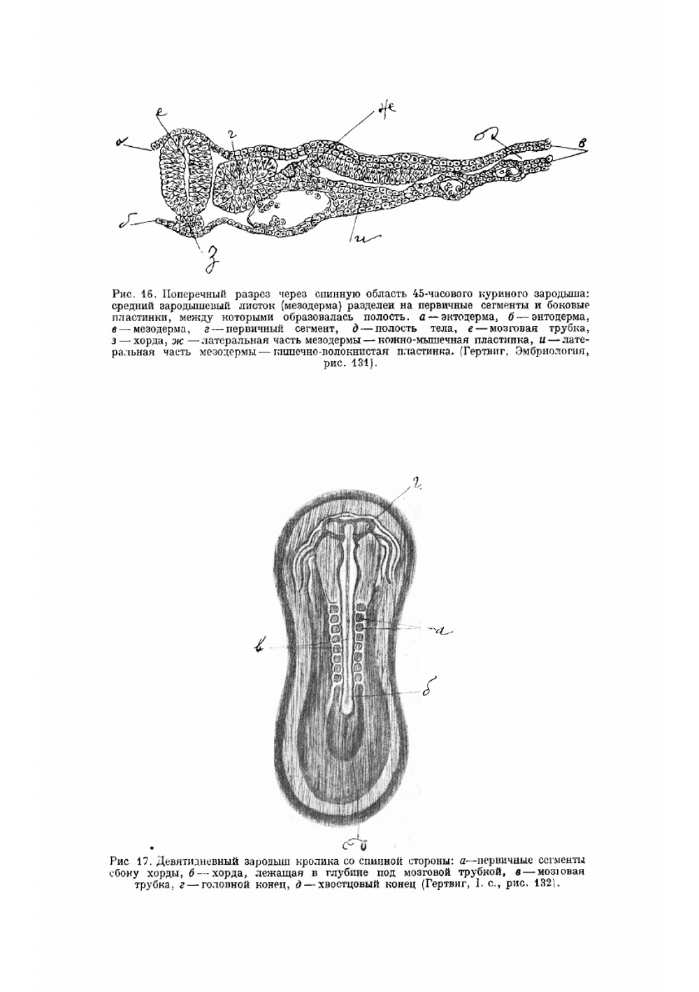 Руководство по анатомии человека. Частный отдел костной системы и соединений костей osteologa et syndesmologa | Лесгафт Петр Францевич