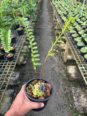 Леканоптерисы