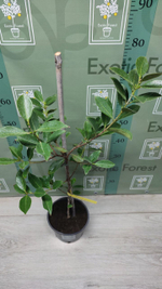 Psidium Cattleyanum