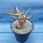 Adenium Baobab (Адениум)