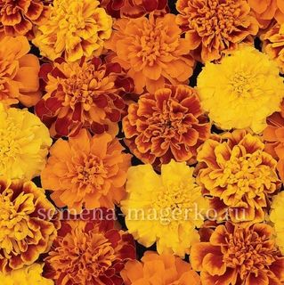 Бархатцы отклоненные Бонанза Микс  F1  250 семян