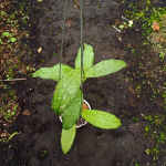 Хойя CLEMENSIORUM ACEH LONG LEAF