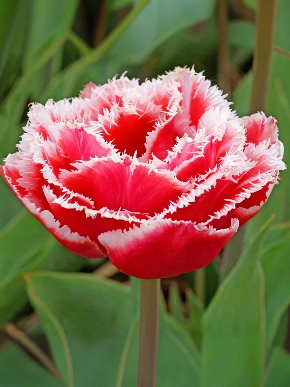 Тюльпан Махрово-бахромчатый Брест