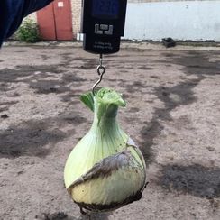 ЭКСИБИШЕН семена лука репчатого (Bejo | Alexagro)