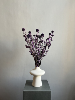 Эхинопс стабилизированный фиолетовый