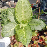 Аглаонема GULAP NGERN / SILVER ROSE
