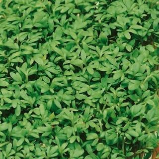 Кресс-салат Витаминчик 25 грамм