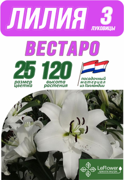 Лилия Луковица, Вестаро, 3 шт